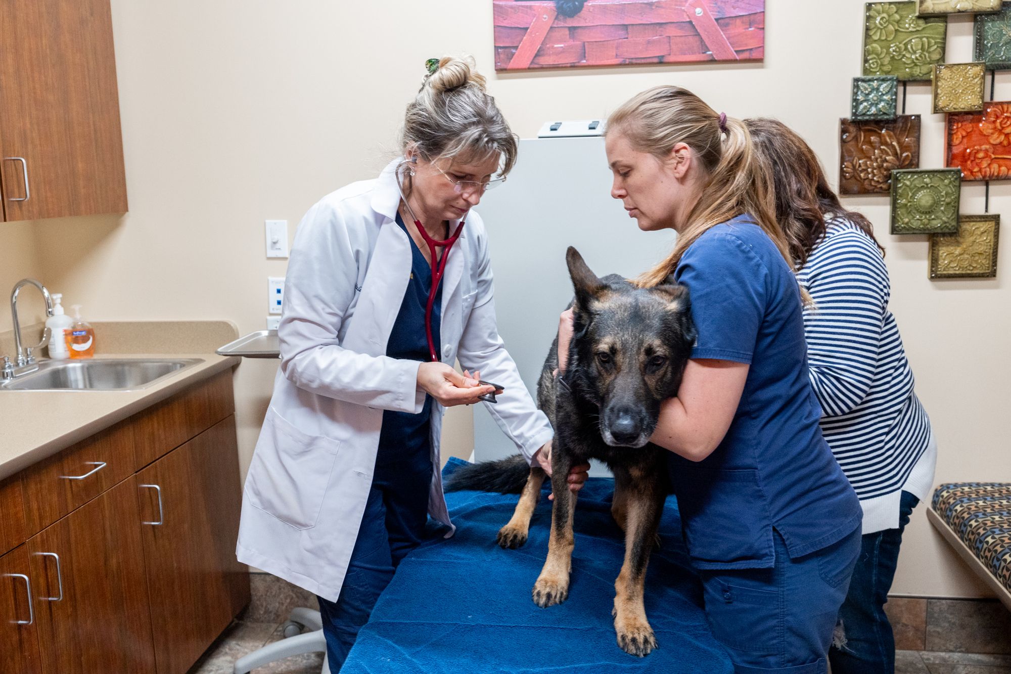 HighQuality Vet Hospital in Leesburg, VA North Oatlands Animal